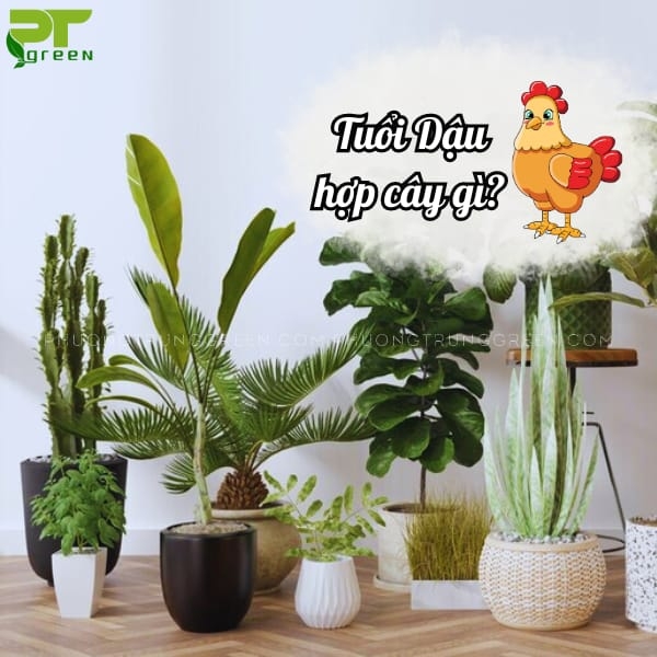Cây cho người tuổi Dậu | Cây phong thủy 2020